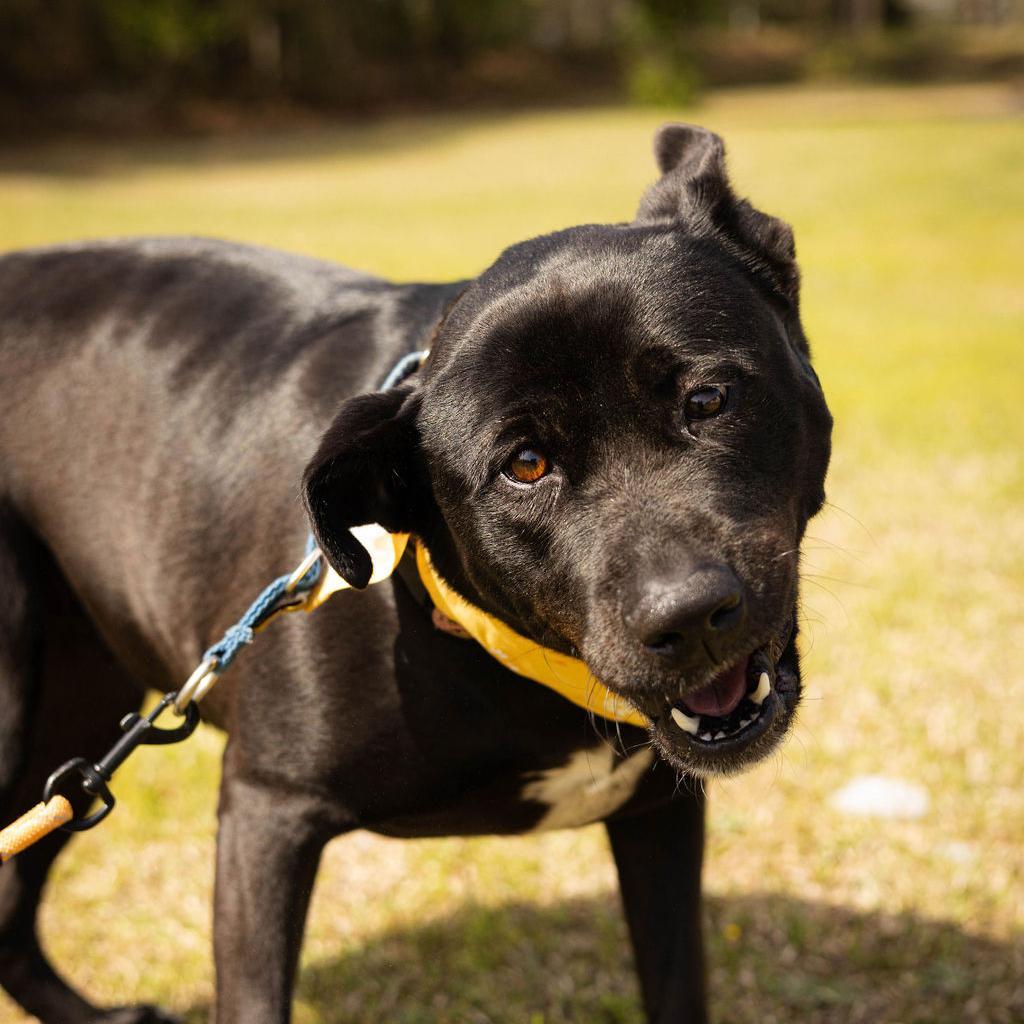 Jade Elaine 08-1851, an adoptable Shepherd, Black Labrador Retriever in Tyrone, GA, 30290 | Photo Image 3