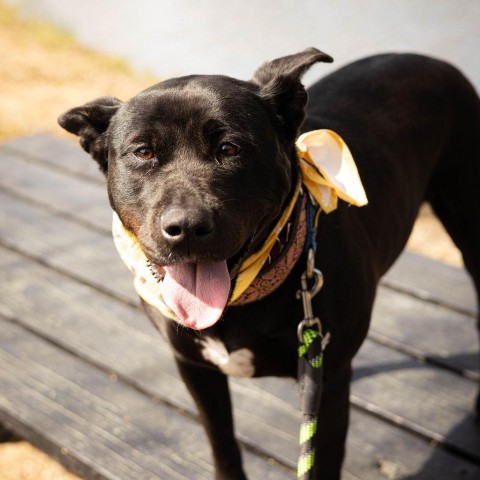 Jade Elaine 08-1851, an adoptable Shepherd, Black Labrador Retriever in Tyrone, GA, 30290 | Photo Image 5