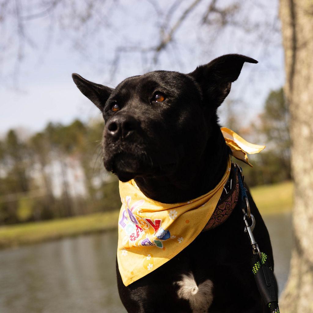 Jade Elaine 08-1851, an adoptable Shepherd, Black Labrador Retriever in Tyrone, GA, 30290 | Photo Image 5