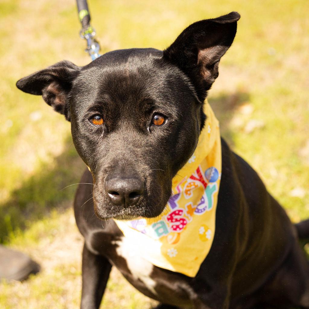 Jade Elaine 08-1851, an adoptable Shepherd, Black Labrador Retriever in Tyrone, GA, 30290 | Photo Image 6