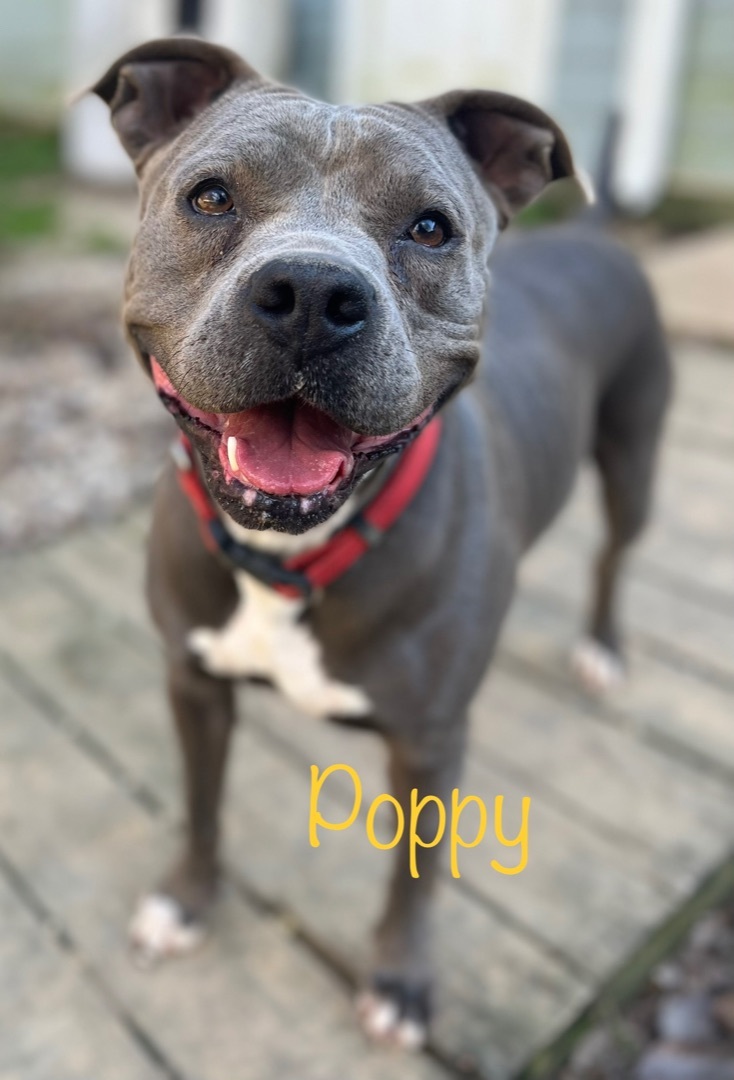 Poppy, an adoptable Pit Bull Terrier in Wiggins, MS, 39577 | Photo Image 1