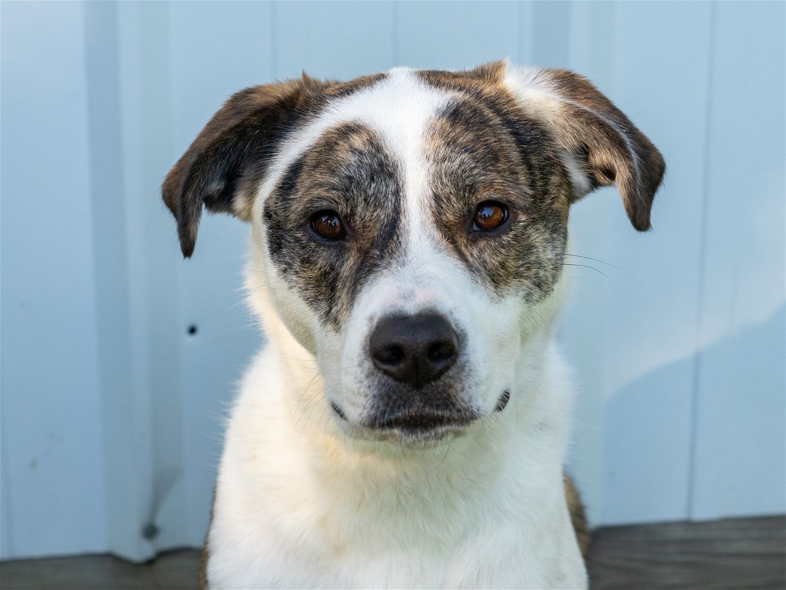 Poppy D5323, an adoptable Staffordshire Bull Terrier in minneapolis, MN, 55417 | Photo Image 1