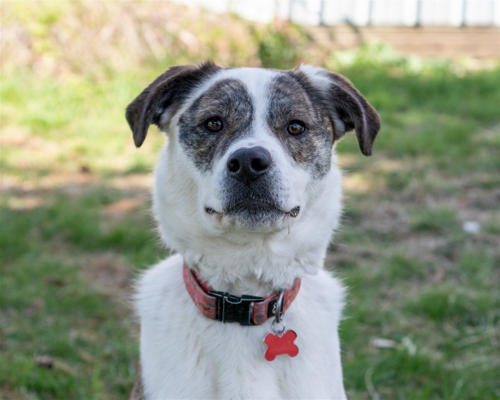 Poppy D5323, an adoptable Staffordshire Bull Terrier in minneapolis, MN, 55417 | Photo Image 2