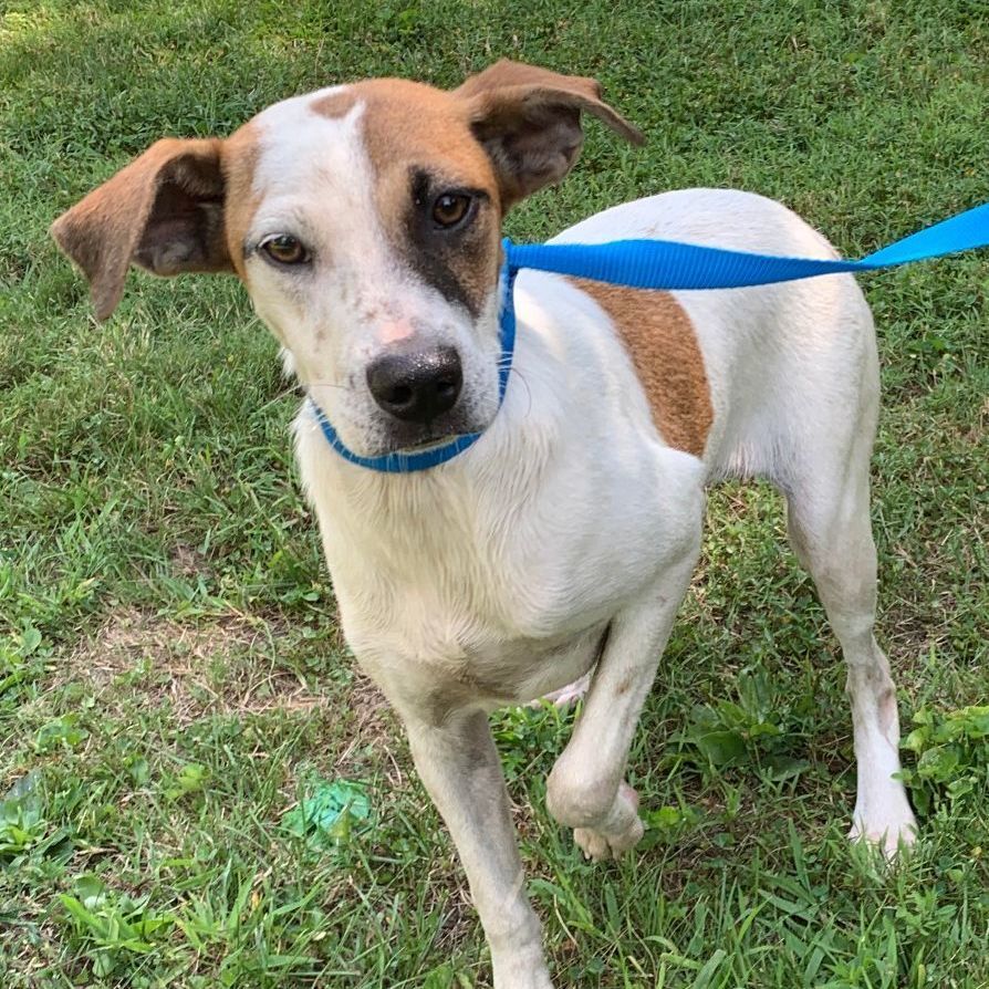 Rust Intrusion Uhyggelig Dog for adoption - Juju, a Whippet & Jack Russell Terrier Mix in Norwood,  OH | Petfinder