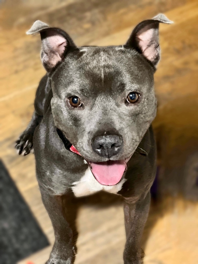Clyde, an adoptable Pit Bull Terrier in Omaha, NE, 68116 | Photo Image 3