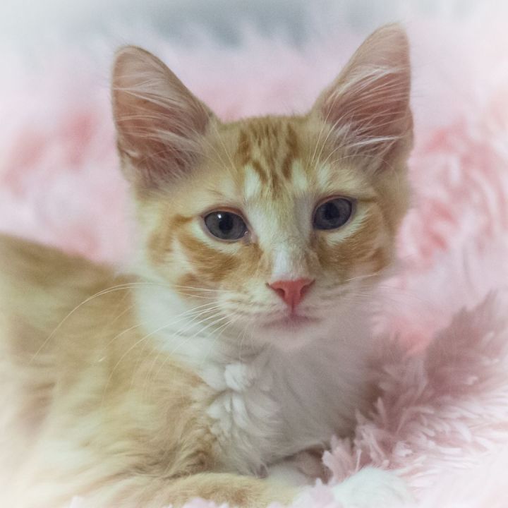 Justin, an adopted Domestic Long Hair & Maine Coon Mix in Ponte Vedra, FL_image-1