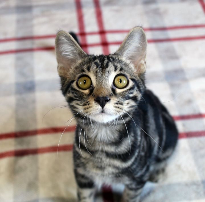 Alvin, an adopted Domestic Short Hair in Centerville, UT_image-2