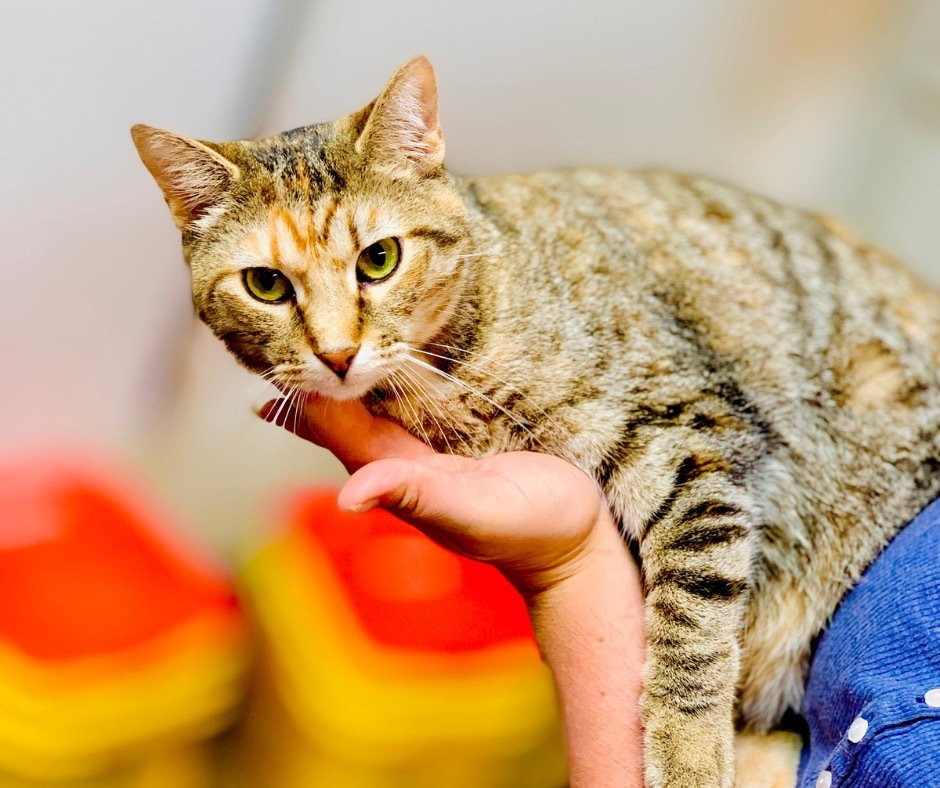 Coral, an adoptable Domestic Short Hair in Algona, IA, 50511 | Photo Image 1