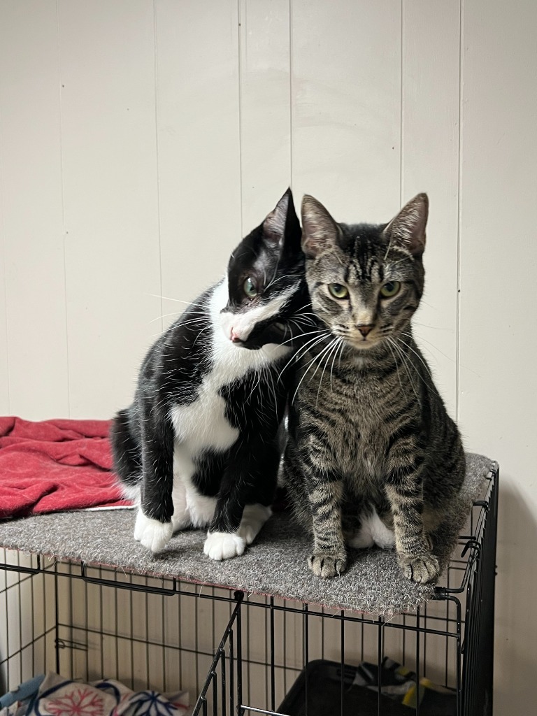 Lennox, an adoptable Domestic Short Hair in Algona, IA, 50511 | Photo Image 1