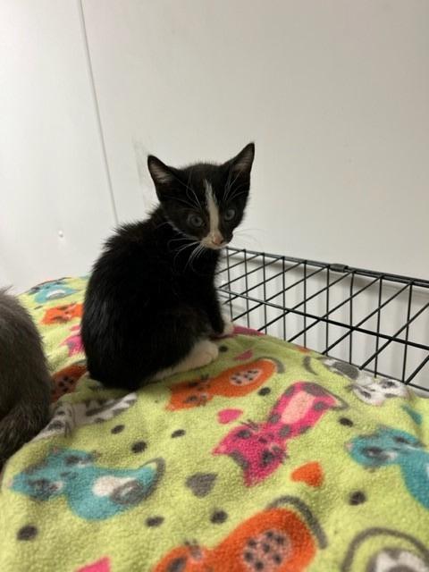 Lennox, an adoptable Domestic Short Hair in Algona, IA, 50511 | Photo Image 2