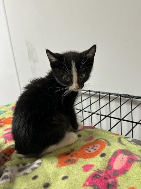 Lennox, an adoptable Domestic Short Hair in Algona, IA, 50511 | Photo Image 3