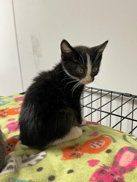 Lennox, an adoptable Domestic Short Hair in Algona, IA, 50511 | Photo Image 4