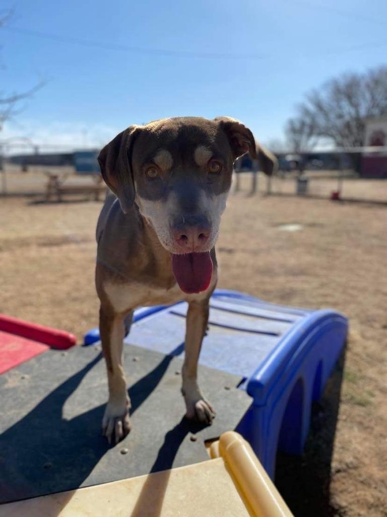 Molly, an adoptable Labrador Retriever, Husky in Big Spring, TX, 79720 | Photo Image 1