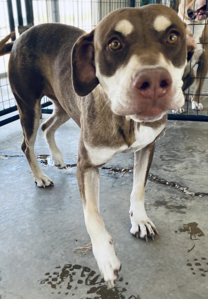 Molly, an adoptable Labrador Retriever, Husky in Big Spring, TX, 79720 | Photo Image 2