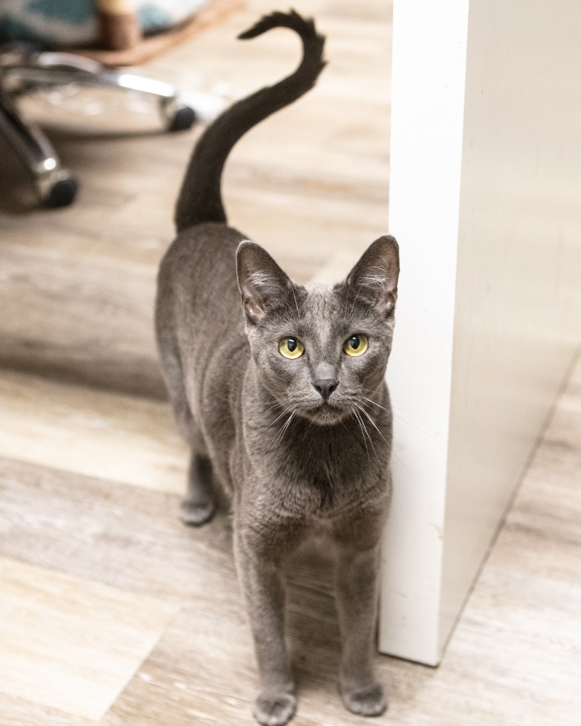 Aster, an adoptable Russian Blue, Domestic Short Hair in Napa, CA, 94559 | Photo Image 1