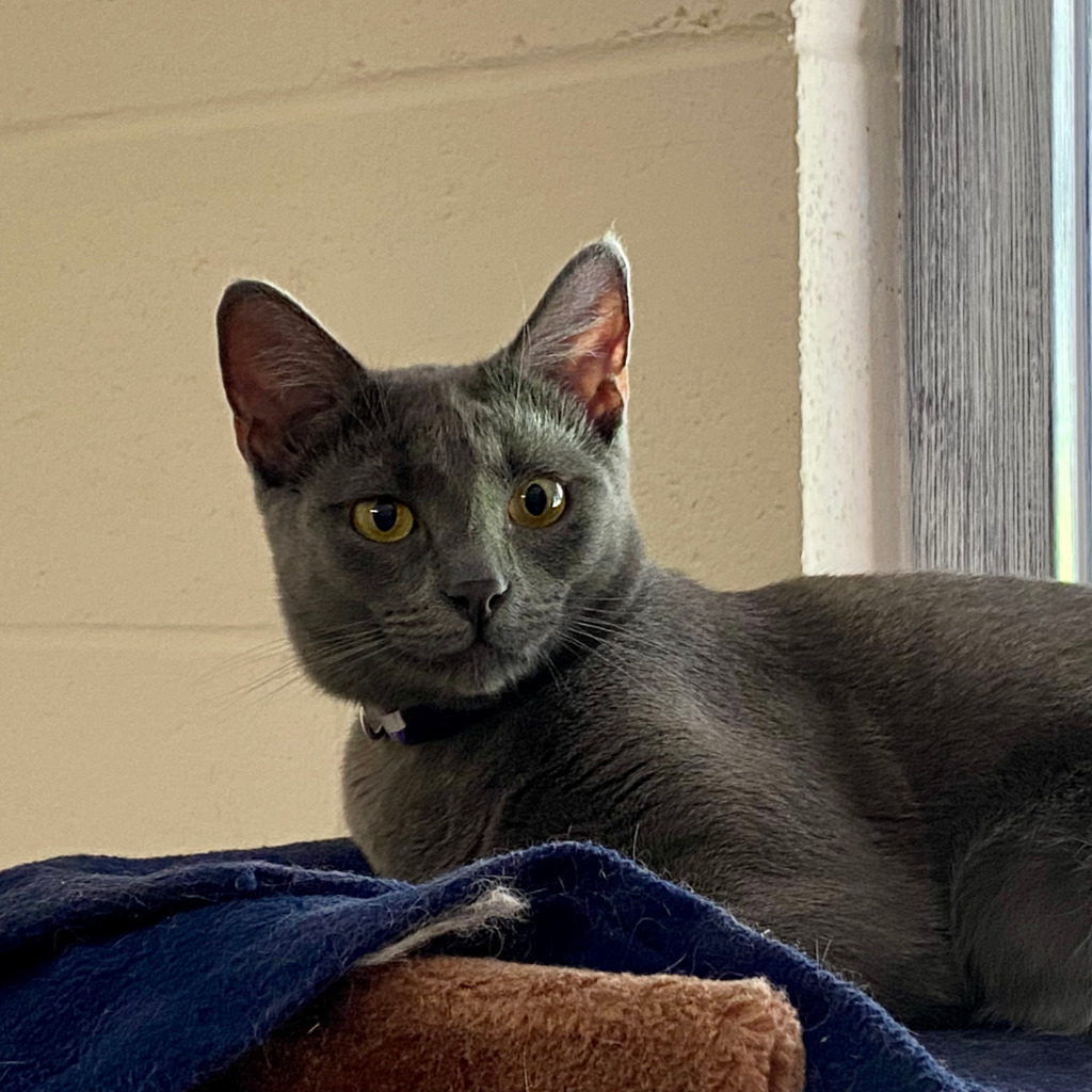 Aster, an adoptable Russian Blue, Domestic Short Hair in Napa, CA, 94559 | Photo Image 1