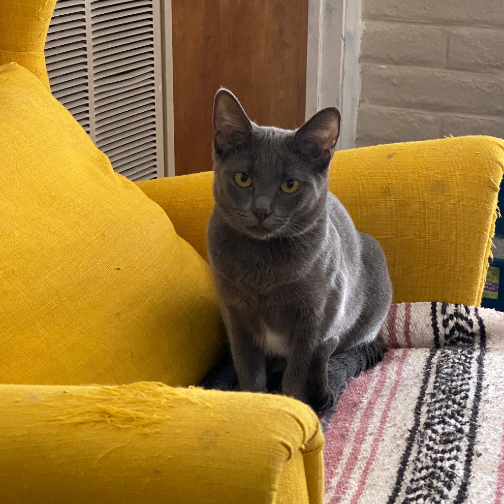 Aster, an adoptable Russian Blue, Domestic Short Hair in Napa, CA, 94559 | Photo Image 2