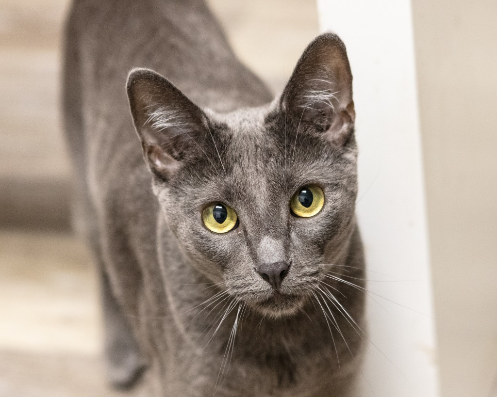 Aster, an adoptable Russian Blue, Domestic Short Hair in Napa, CA, 94559 | Photo Image 2