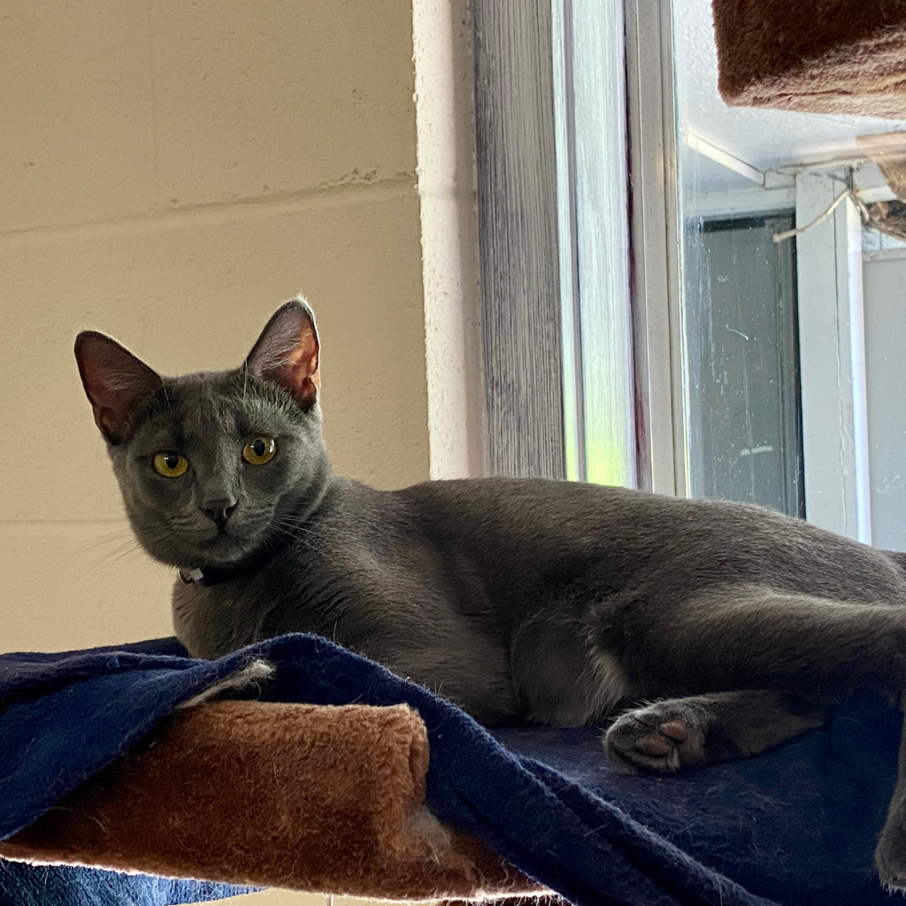 Aster, an adoptable Russian Blue, Domestic Short Hair in Napa, CA, 94559 | Photo Image 3