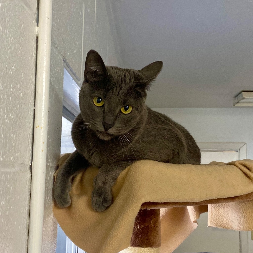 Aster, an adoptable Russian Blue, Domestic Short Hair in Napa, CA, 94559 | Photo Image 4