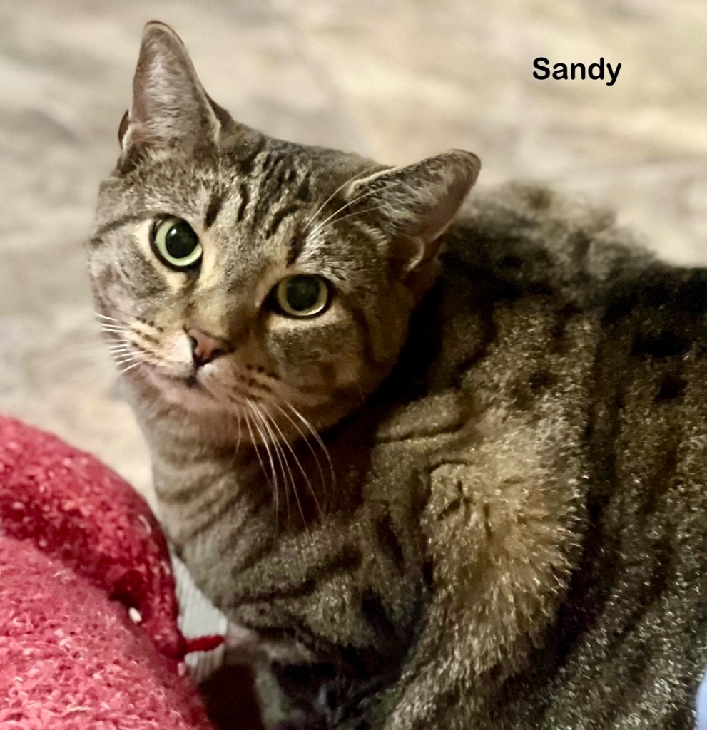 Sandy, an adoptable Domestic Short Hair in Hartville, WY, 82215 | Photo Image 1