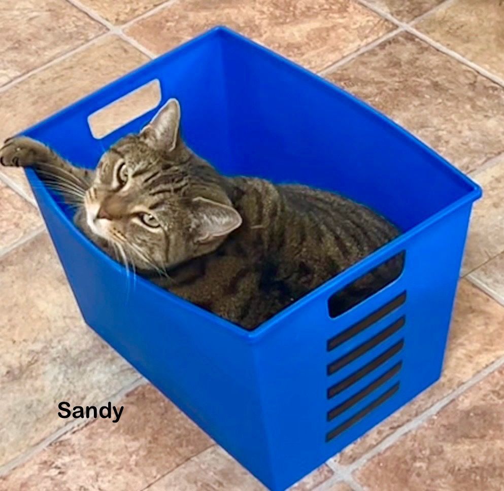 Sandy, an adoptable Domestic Short Hair in Hartville, WY, 82215 | Photo Image 4