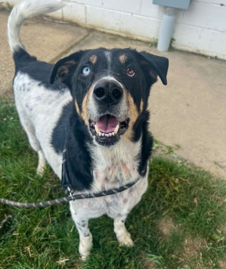 Dog for adoption - Dallas, a Border Collie & Hound Mix in Euclid, OH ...