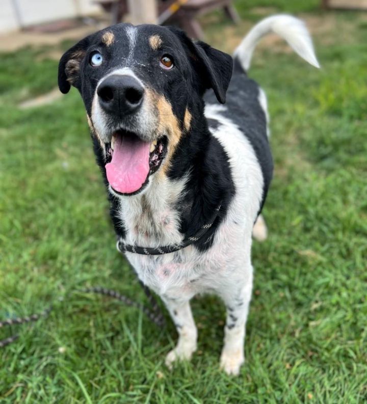 Dog for adoption - Dallas, a Border Collie & Hound Mix in Euclid, OH ...