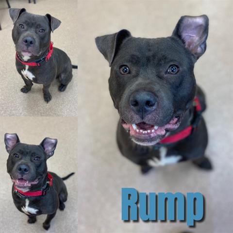 RUMP, an adoptable Pit Bull Terrier in Saginaw, MI, 48602 | Photo Image 1