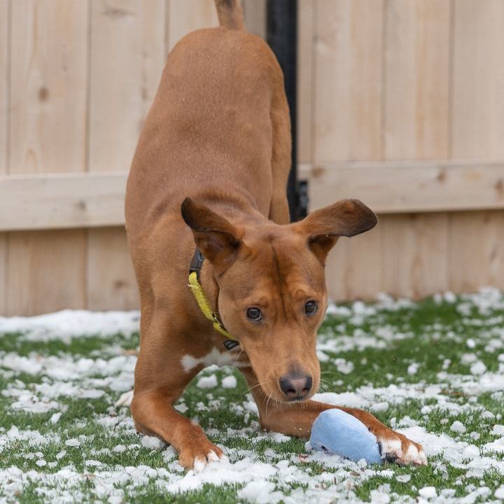 Penny, an adoptable Hound & Terrier Mix in Naperville, IL_image-2
