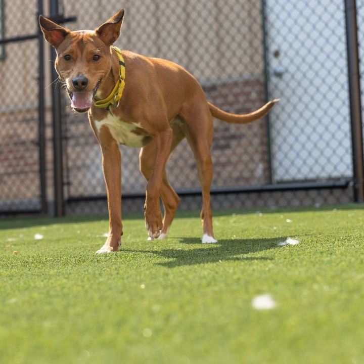 Penny, an adoptable Hound & Terrier Mix in Naperville, IL_image-6