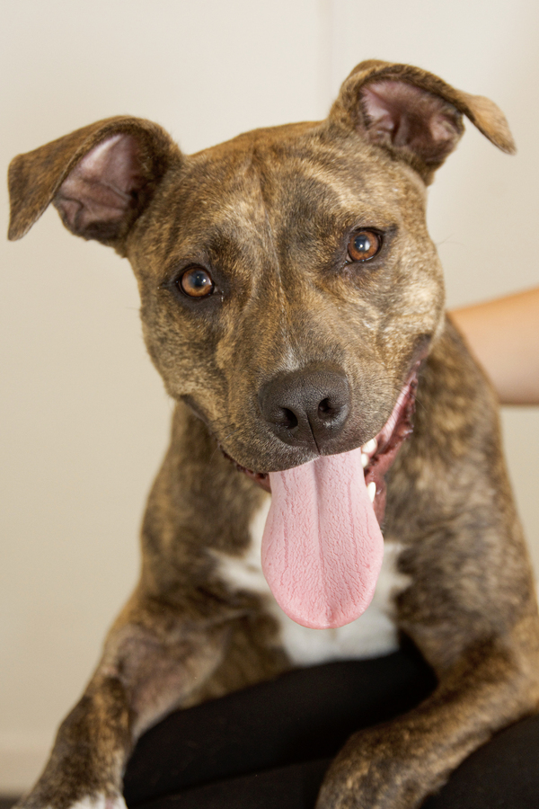 Forrest, an adoptable Boxer Mix in Knoxville, TN_image-2