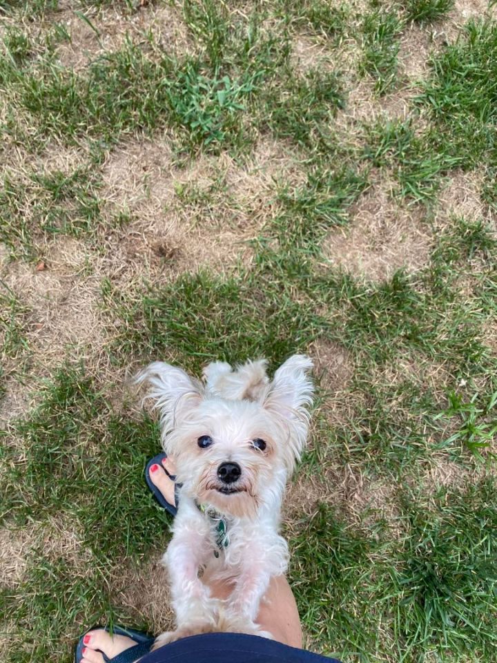 Buster Brown, an adopted Maltese & Yorkshire Terrier Mix in Charlotte, NC_image-2