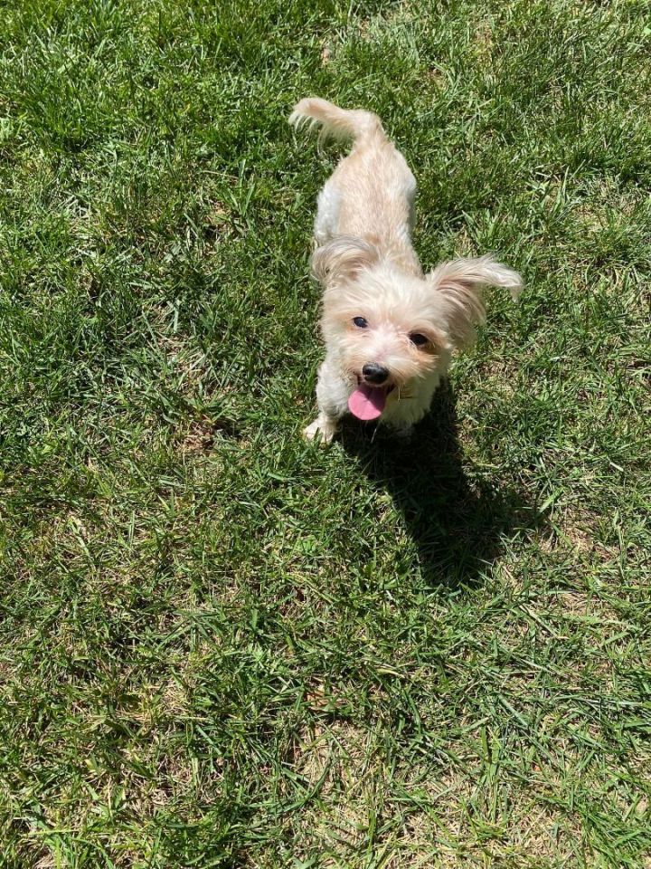 Buster Brown, an adopted Maltese & Yorkshire Terrier Mix in Charlotte, NC_image-1