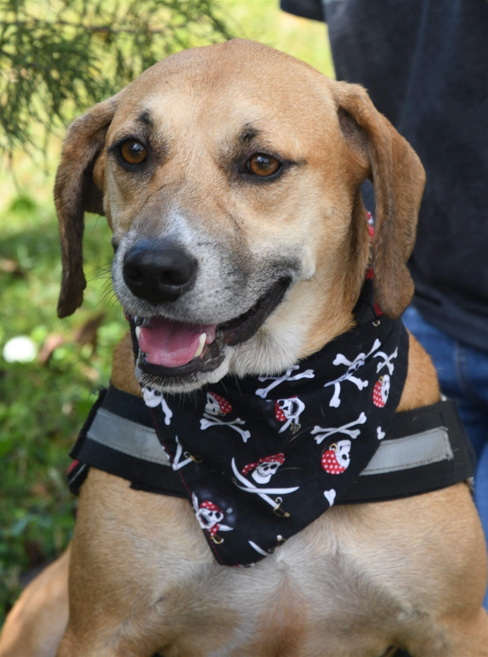 Hannah, an adoptable Coonhound in Gulfport, MS, 39503 | Photo Image 1