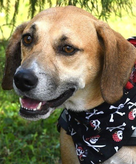 Hannah, an adoptable Coonhound in Gulfport, MS, 39503 | Photo Image 2