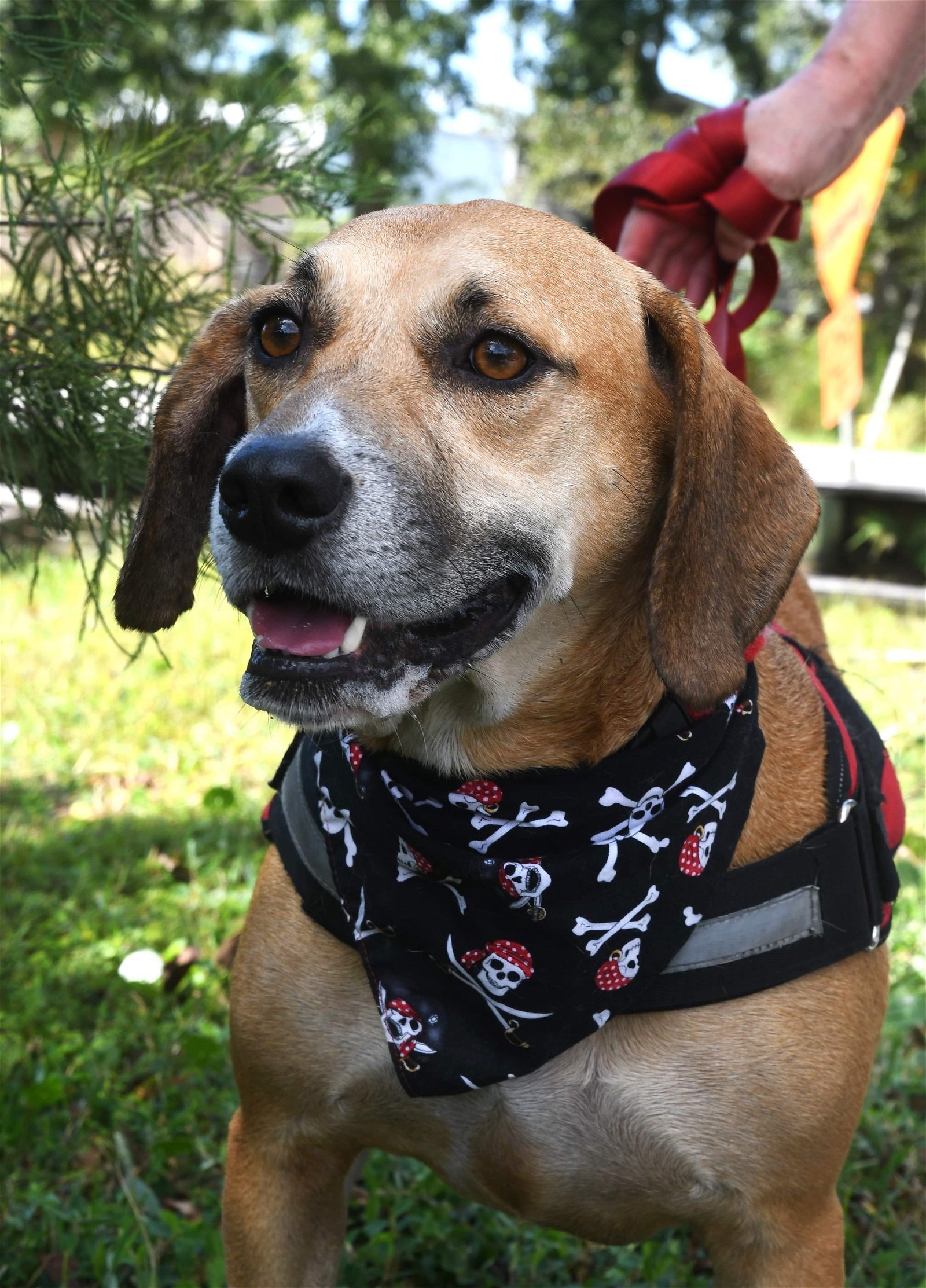 Hannah, an adoptable Coonhound in Gulfport, MS, 39503 | Photo Image 3
