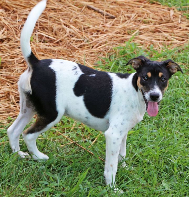 Capri, an adopted Hound Mix in Charles Town, WV_image-3