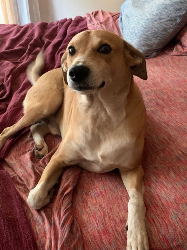 Dog for adoption Timber, a Carolina Dog in Shawnee, OK Petfinder