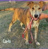 Carla ~foster to adopt~