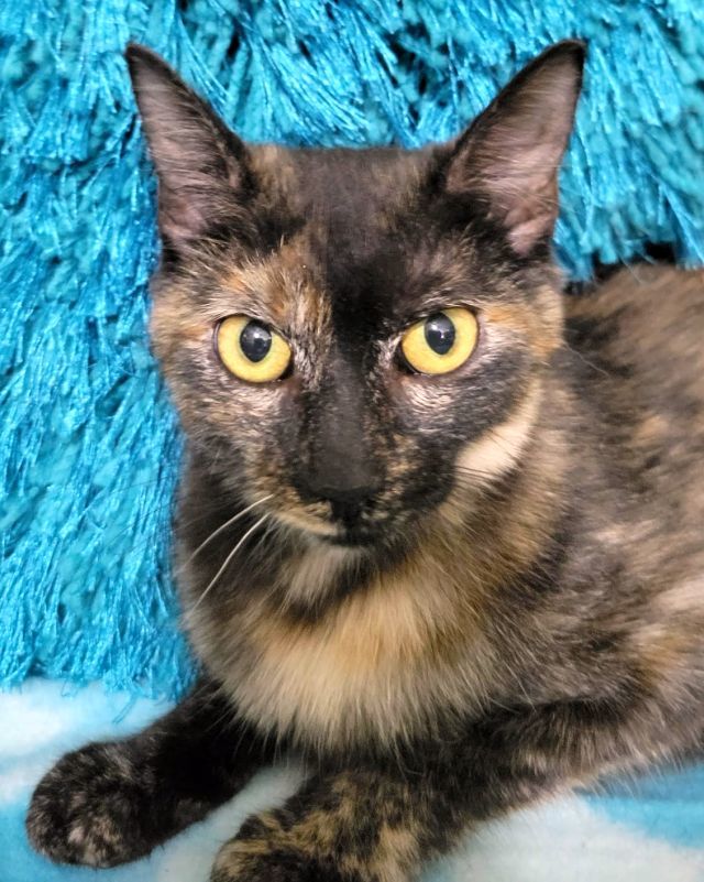 CHEWI, an adoptable Domestic Short Hair in Powder Springs, GA, 30127 | Photo Image 1