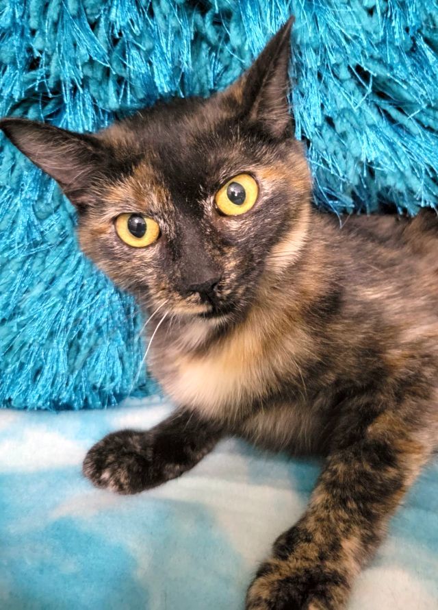 CHEWI, an adoptable Domestic Short Hair in Powder Springs, GA, 30127 | Photo Image 3