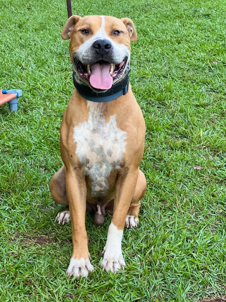 Tyson, an adoptable American Bulldog, Mixed Breed in Macon, GA, 31210 | Photo Image 1