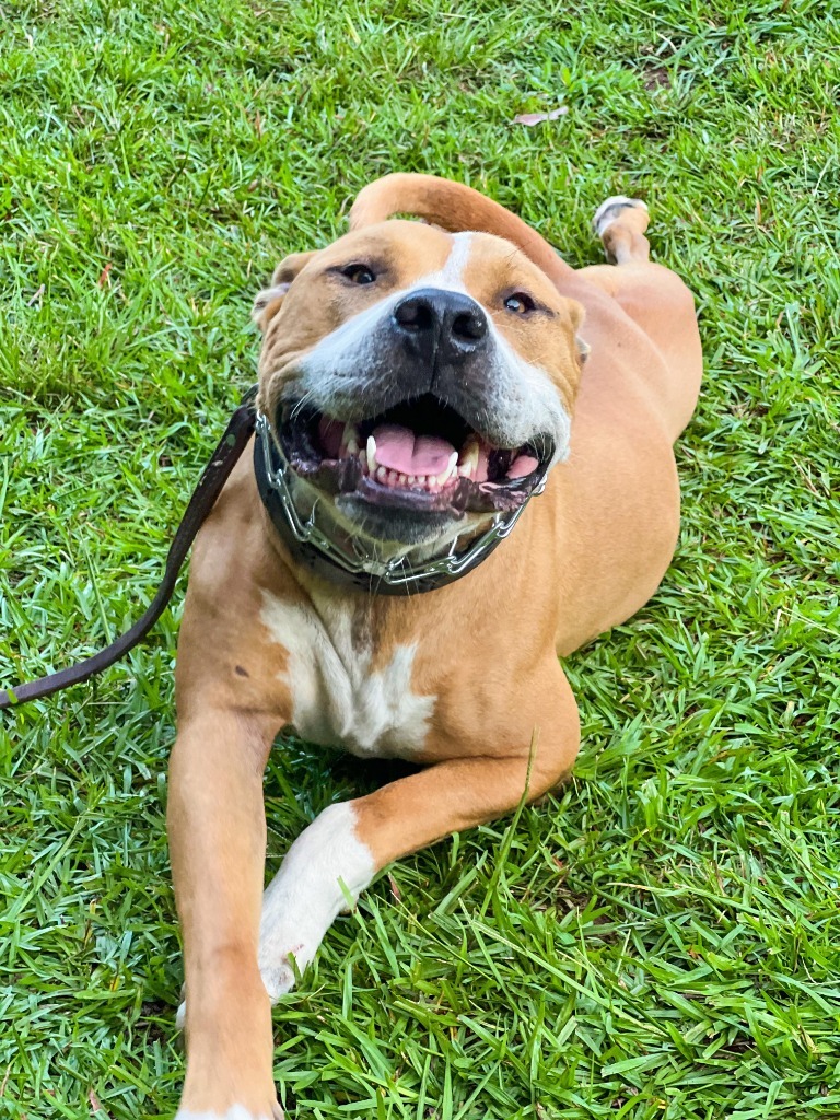 Tyson, an adoptable American Bulldog, Mixed Breed in Macon, GA, 31210 | Photo Image 2