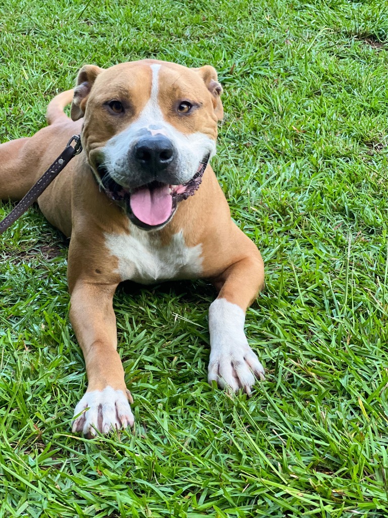 Tyson, an adoptable American Bulldog, Mixed Breed in Macon, GA, 31210 | Photo Image 3