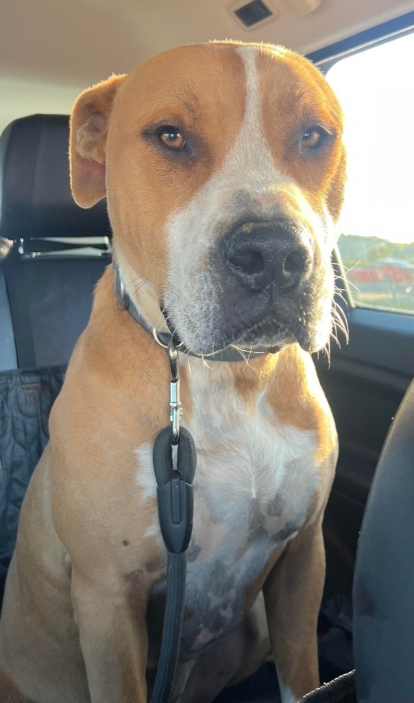 Dog for adoption - Tyson, an American Bulldog Mix in Macon, GA | Petfinder