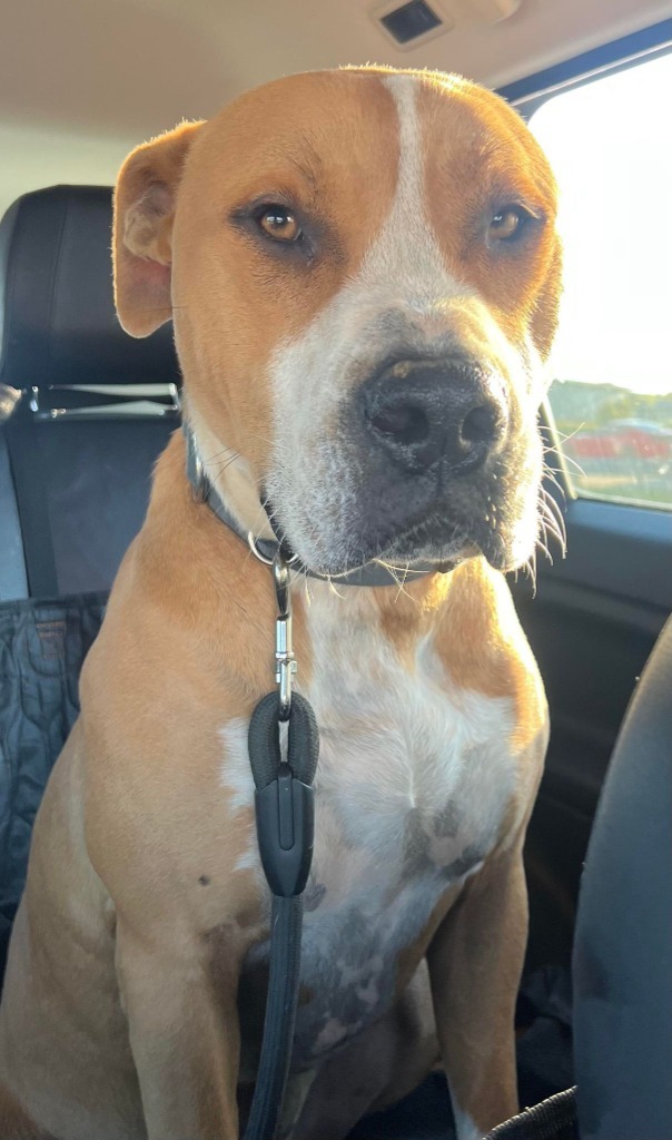 Tyson, an adoptable American Bulldog, Mixed Breed in Macon, GA, 31210 | Photo Image 4