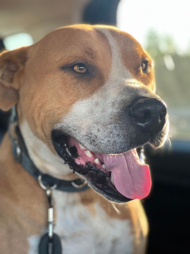 Tyson, an adoptable American Bulldog, Mixed Breed in Macon, GA, 31210 | Photo Image 5