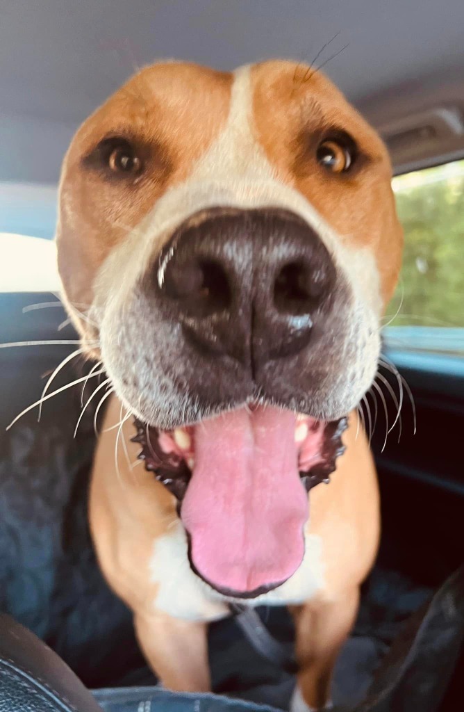 Tyson, an adoptable American Bulldog, Mixed Breed in Macon, GA, 31210 | Photo Image 6