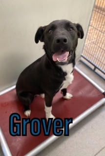 Grover 121559